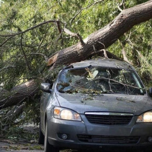 У «ДСУ-3» отсудили 157 тыс. рублей за падение дерева на машину во Владимирской области