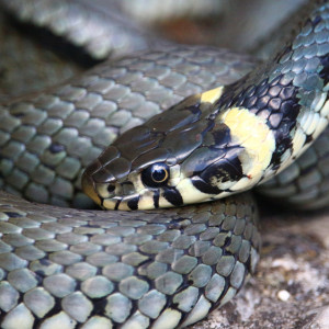 Гайд «День во Владимире». Что нужно знать о змеях и как помочь человеку при укусе гадюки