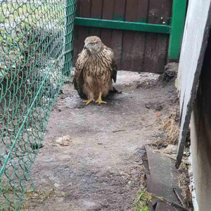 В Коврове ястребу с переломом крыла сделали операцию