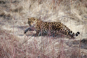 Число участников кампании по сохранению дальневосточного леопарда растет
