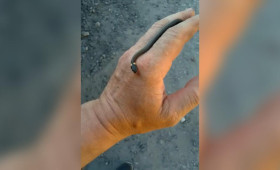Во Владимирской области спасли крошечного ужа