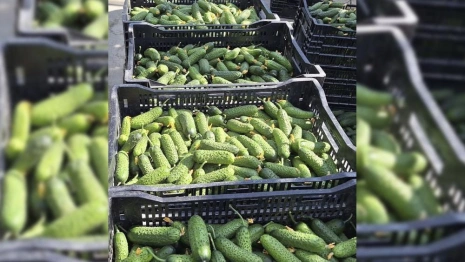 В Петушинском районе созрели огурцы