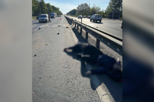 Источник: сбивший двух пешеходов на Растопчина во Владимире водитель был пьян