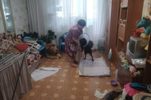 В Кольчугино будут судить выбросившую собаку с балкона 5 этажа женщину