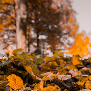 Прогноз погоды во Владимирской области на 10 сентября