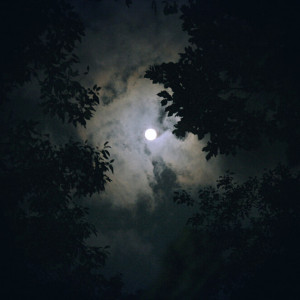 Владимирцев позвали на срочные поиски пропавшей в лесу женщины