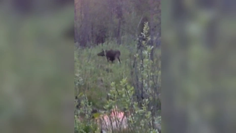 В Петушинском районе сняли на видео обед пары лосей