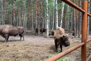 Во Владимирской области за год родилось 14 зубров