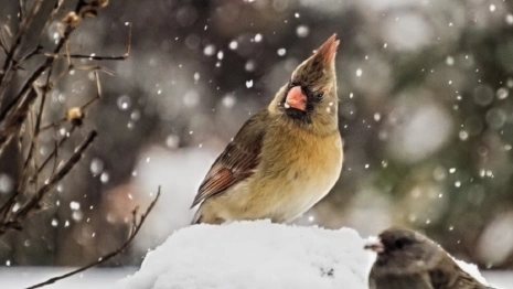 Во Владимирскую область придут затяжные снегопады