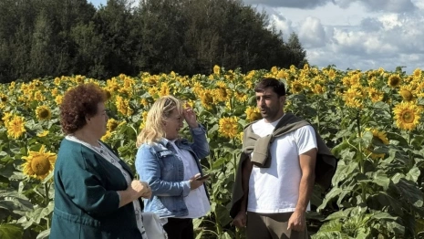 Во Владимирской области впервые соберут урожай подсолнечника