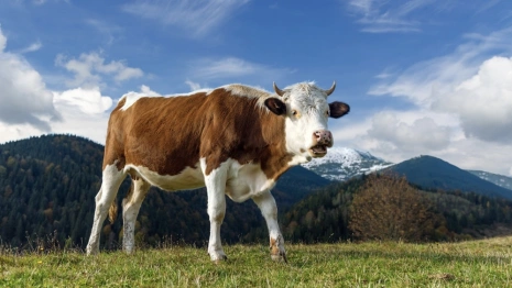 Народные приметы на 19 февраля 2024: что можно и нельзя делать на Вуколу Телятника