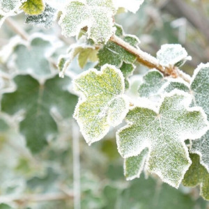 Во Владимирской области объявили оранжевый уровень опасности из-за заморозков