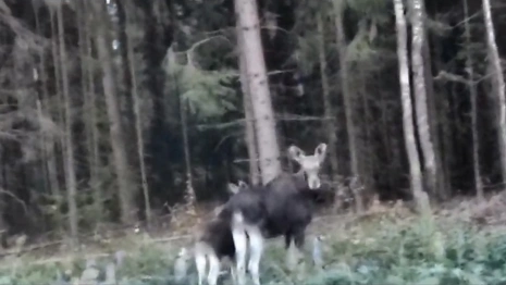 В Киржачском районе водители сняли перебегающих дорогу лосей
