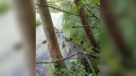 В водоемы пяти районов Владимирской области выпустили молодняк кряквы