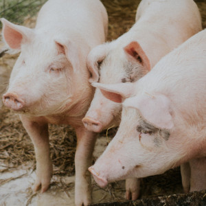 Во Владимирской области начнут работать свинокомплексы
