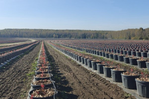 Урожай голубики с плантации во Владимирской области соберут в 2026 году