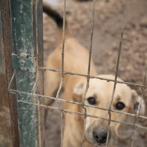 Во Владимире школьники создали видео для спасения бездомных собак