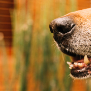 В Кольчугино собаки покусали 19 детей