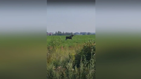 В поле под Владимиром заметили лося

