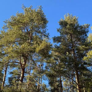 Минлесхоз Владимирской области выставил на продажу 25 участков леса