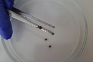 Во Владимирской области за неделю клещи укусили 30 взрослых и 9 детей