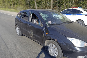 В аварии с лосем на трассе Р-132 под Владимиром пострадал 16-летний подросток