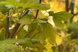 Прогноз погоды во Владимире и области на 18 октября