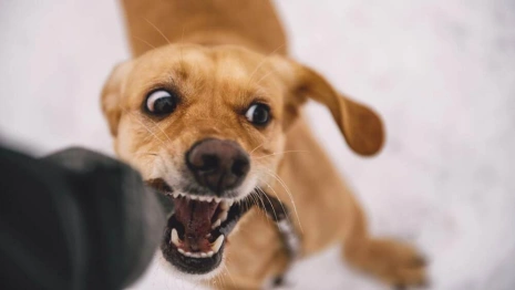 Жительница Гороховца отсудила 50 тыс. рублей за укус собаки