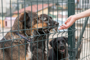 Во Владимире опоздали с проектом приюта для животных