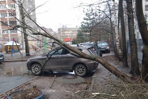 Во Владимире на улице Василисина дерево рухнуло на машину