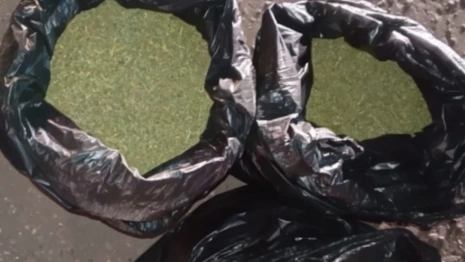 В Муроме полицейские поймали семью с 76-летней бабушкой на выращивании конопли