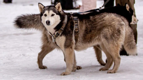 В Гусь-Хрустальном районе пройдет гонка на собачьих упряжках