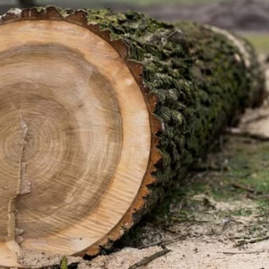 Во Владимирской области с арендатора леса взыскали 250 тысяч за вырубленные деревья