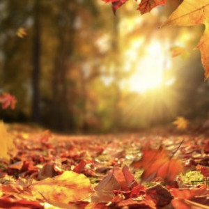 Иоанн Предтеча: что можно и чего нельзя делать 11 сентября