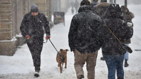 Во Владимирской области владельцам животных пригрозили штрафами до 3 тысяч рублей
