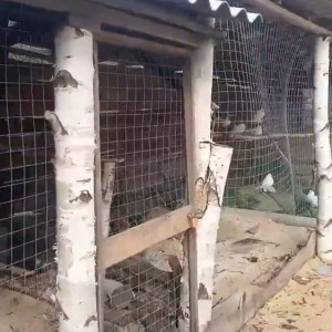 Во Владимирской области вандалы разгромили приют и украли птицу
 