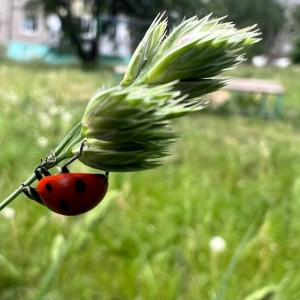 Во Владимирской области выходные пройдут без дождей