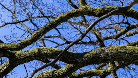 Житель Владимирской области случайно убил мужчину упавшей веткой дерева