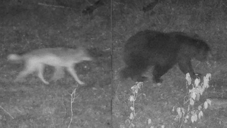 Во Владимирской области заметили медведя