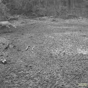 В Киржачском районе сняли умилительный момент прогулки самки оленя с детешышем
