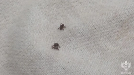 За неделю от укусов клещей во Владимирской области пострадали 5 взрослых и ребенок