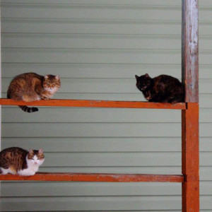 Жильцов ветхого дома во Владимире отказались расселить в срок