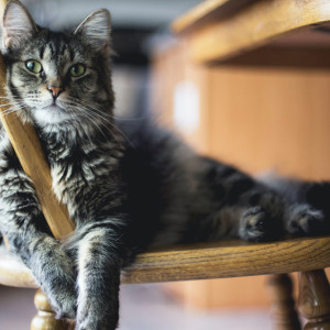 Ермилов день: что можно и нельзя делать 26 января