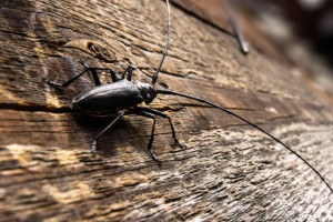 Во Владимирской области во второй раз нашли черного усача