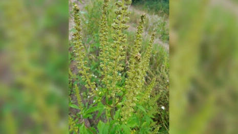Во Владимирской области выявили очаги с вредоносным сорняком
