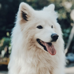 Во Владимире в Добром третий раз за год объявили карантин по бешенству