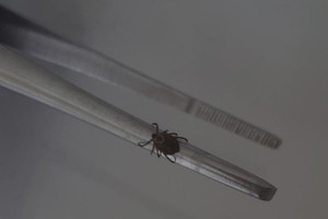 С людей во Владимирской области сняли 5 зараженных вирусами клещей