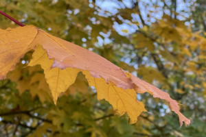 Прогноз погоды во Владимире и области на 26 октября