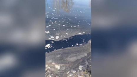 Жители Коврова сообщили о массовой гибели рыбы в пруду