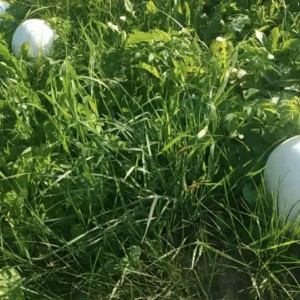 Житель Юрьев-Польского показал на видео огромные дождевики с огорода